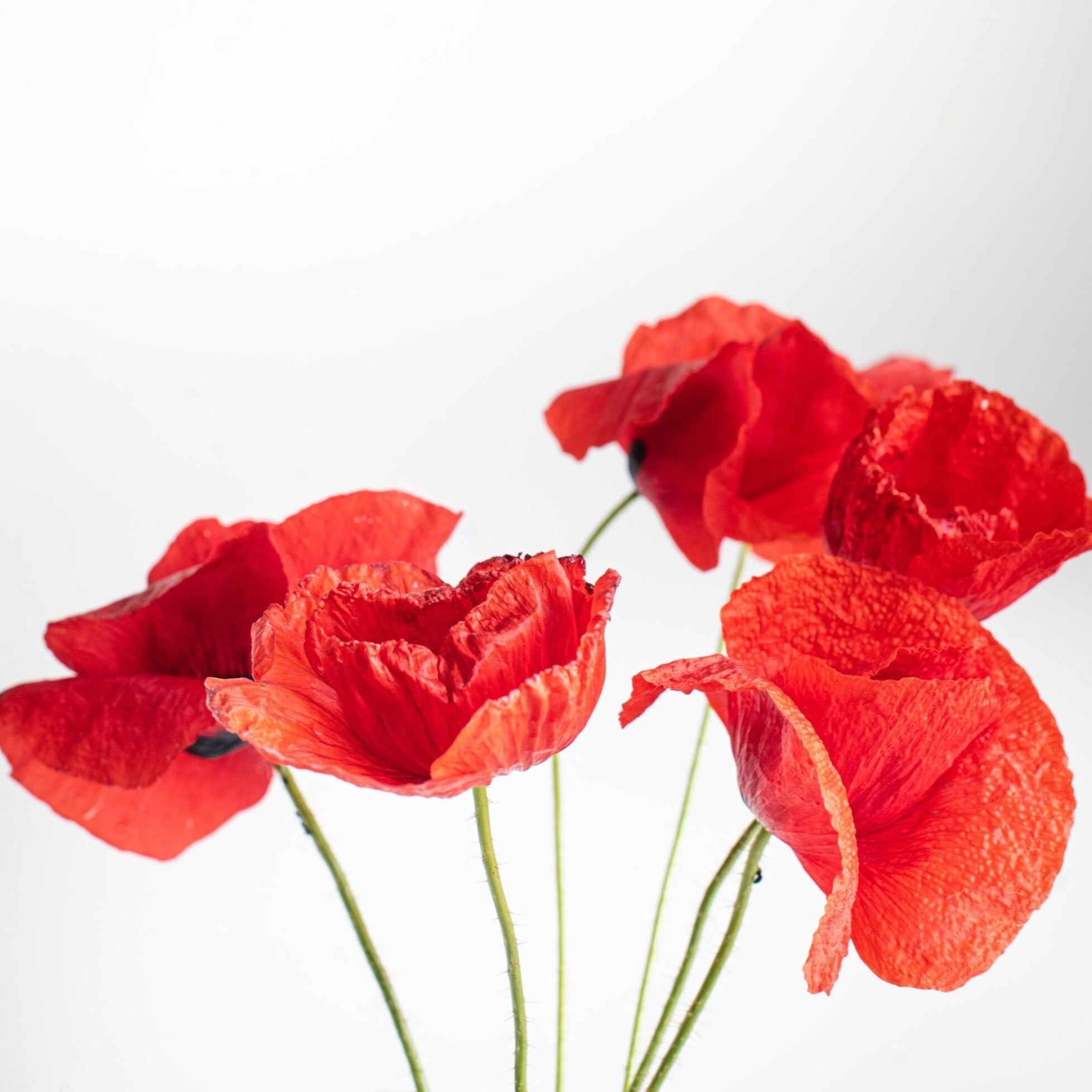 Sachet de graines de Coquelicots La Fabrique à Sachets - On va semer !